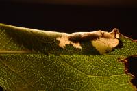 Parornix torquillella