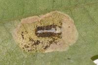 Phyllonorycter messaniella