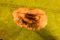 Phyllonorycter messaniella