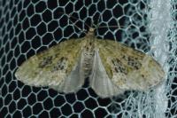 Acasis viretata