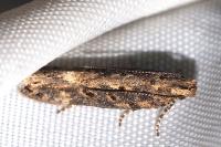 Scrobipalpa ocellatella