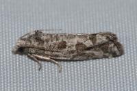 Lobesia helichrysana