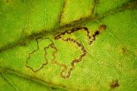 Acalyptris platani