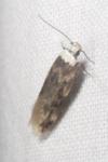 Endrosis sarcitrella