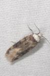 Endrosis sarcitrella