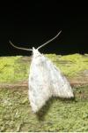 Nola confusalis
