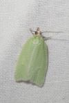 Tortrix viridana