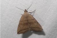 Herminia grisealis