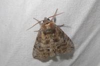 Tethea ocularis