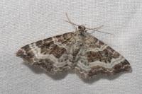 Epirrhoe alternata