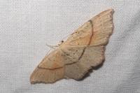Cyclophora punctaria