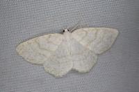 Cabera exanthemata