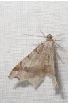 Macaria alternata