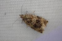 Celypha lacunana
