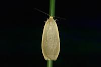 Collita griseola