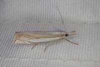 Crambus pascuella