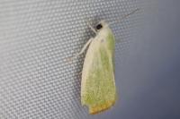 Earias clorana
