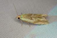 Eucosma gr. hohenwartiana