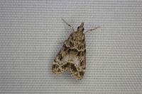 Eudonia mercurella