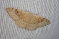 Idaea degeneraria