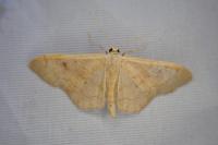 Idaea rubraria