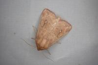 Mythimna ferrago