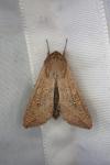 Mythimna unipuncta