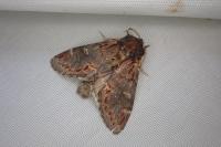 Notodonta dromedarius