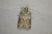 Nycteola siculana