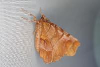 Selenia dentaria