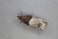 Notocelia roborana