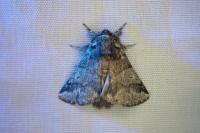Thaumetopoea processionea
