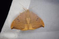 Watsonalla binaria