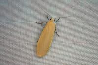 Wittia sororcula