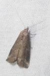 Schrankia costaestrigalis