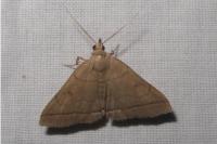 Herminia tarsipennalis