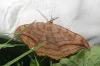Drepana curvatula