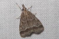 Eudonia pallida
