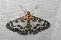 Anania hortulata