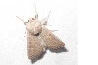 Hoplodrina ambigua