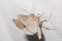 Hoplodrina ambigua