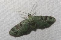 Pasiphila rectangulata