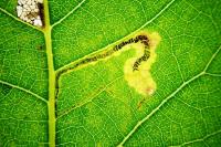 Stigmella trimaculella