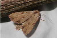 Apamea lithoxylaea