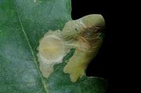 Tischeria ekebladella