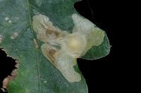 Tischeria ekebladella