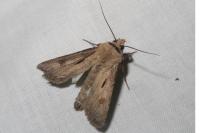 Agrotis exclamationis