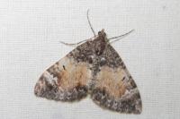 Dysstroma truncata