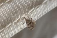 Scythropia crataegella