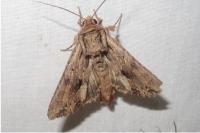Apamea monoglypha